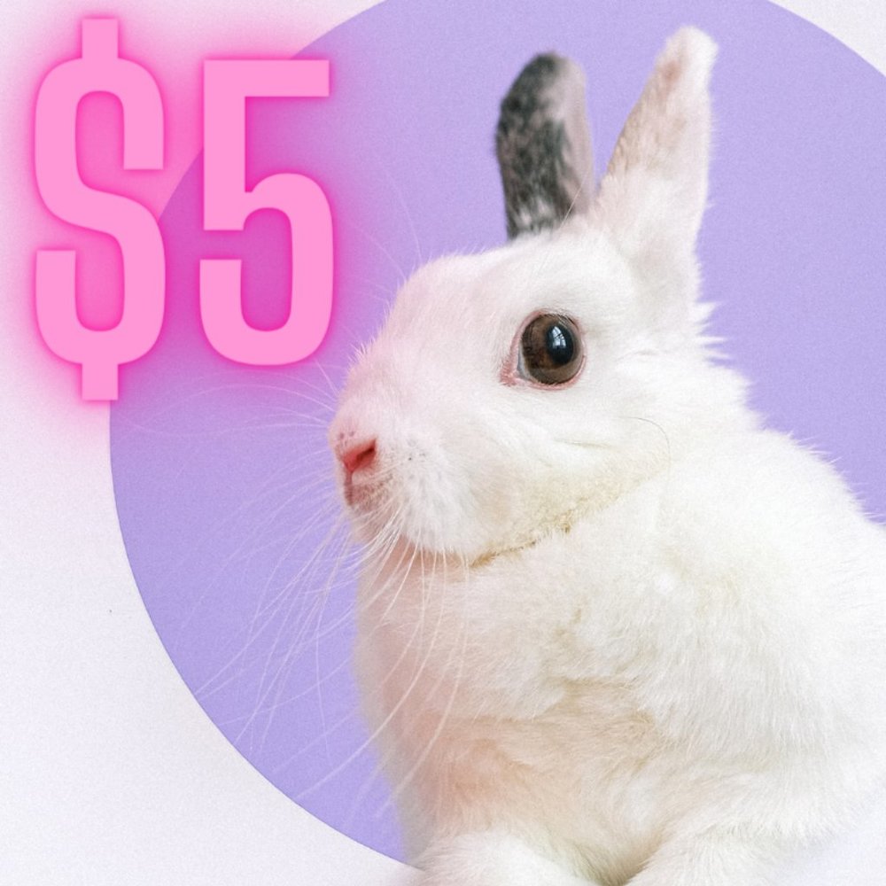 HIPPITY HOP $5 SALE